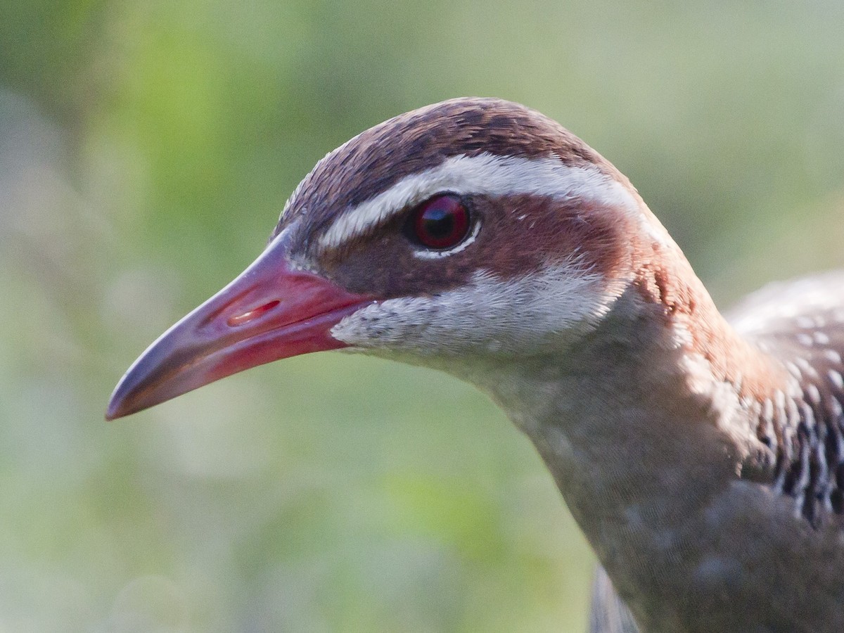 Buff-banded Rail - ML649217242