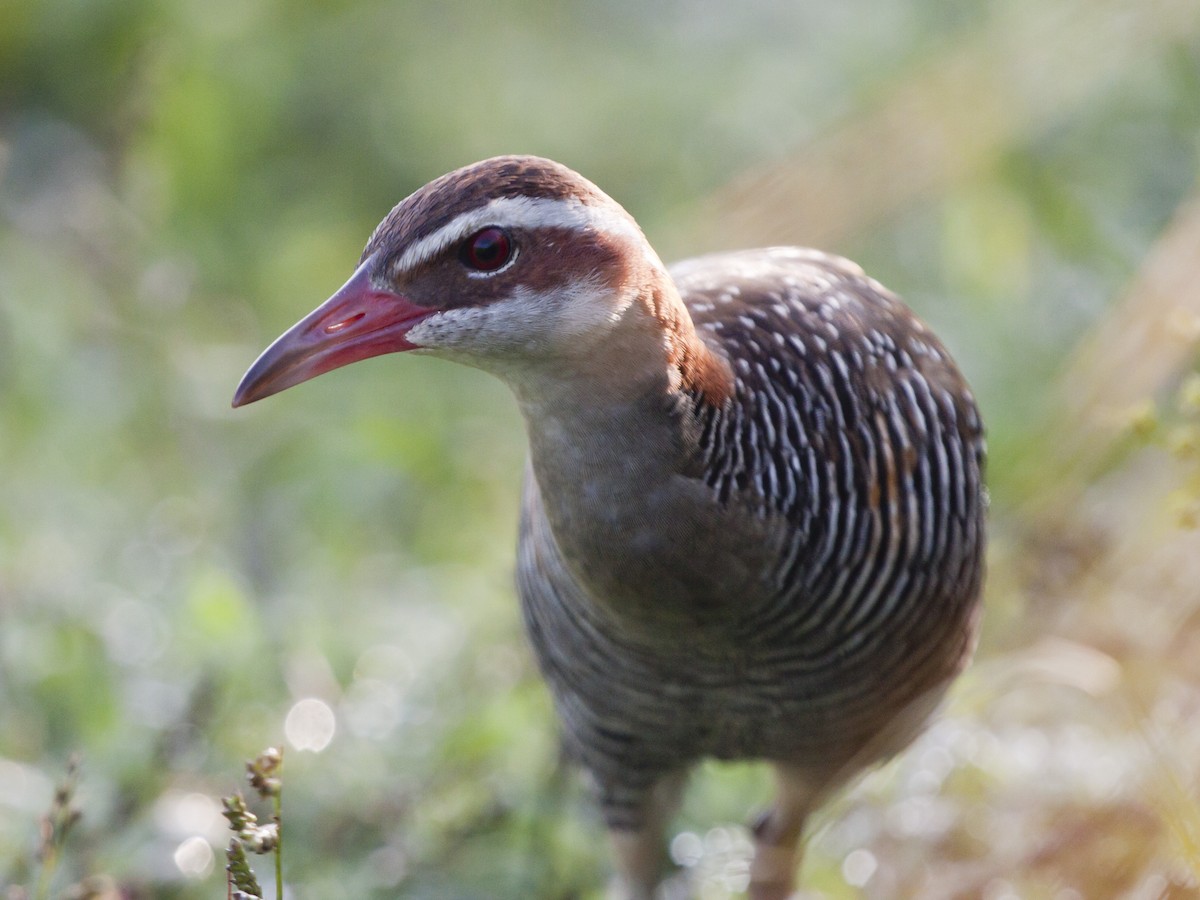 Buff-banded Rail - ML649217243