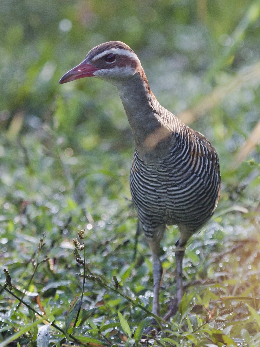 Buff-banded Rail - ML649217244