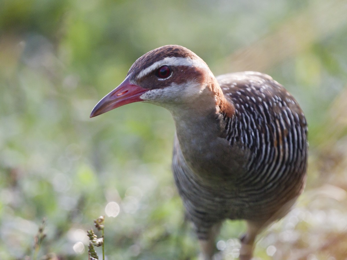 Buff-banded Rail - ML649217245