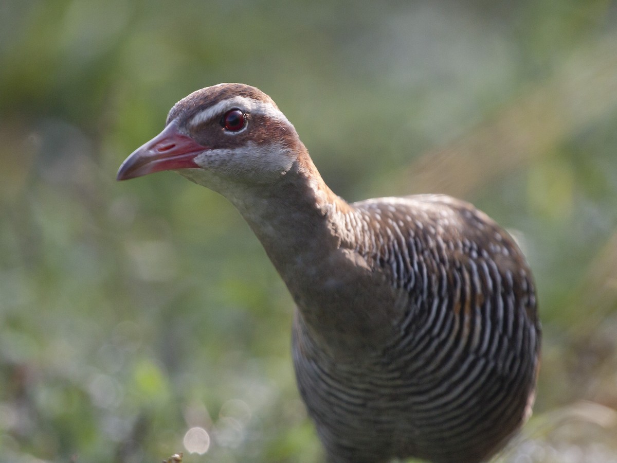 Buff-banded Rail - ML649217246
