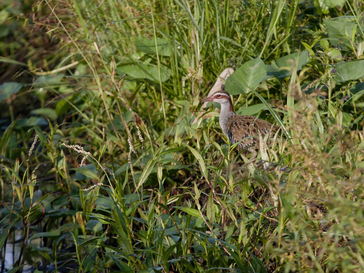 Buff-banded Rail - ML649217247