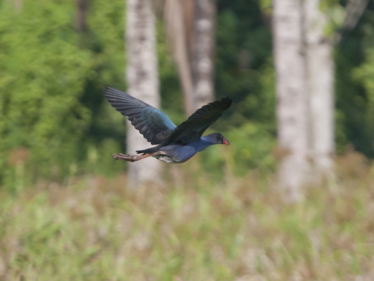 Australasian Swamphen - ML649217269