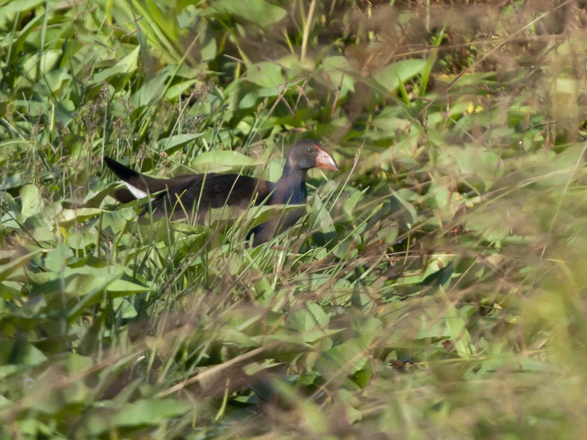Australasian Swamphen - ML649217270