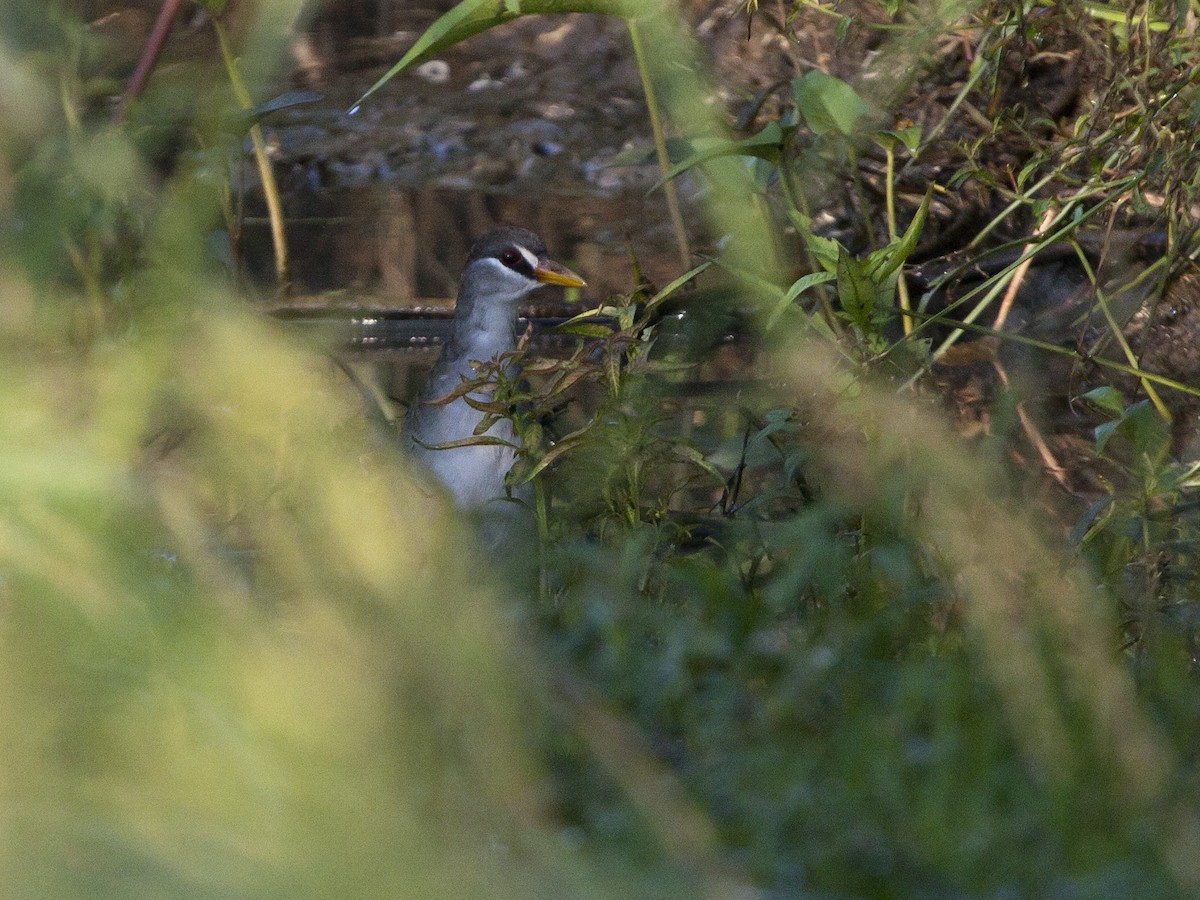 White-browed Crake - ML649217299