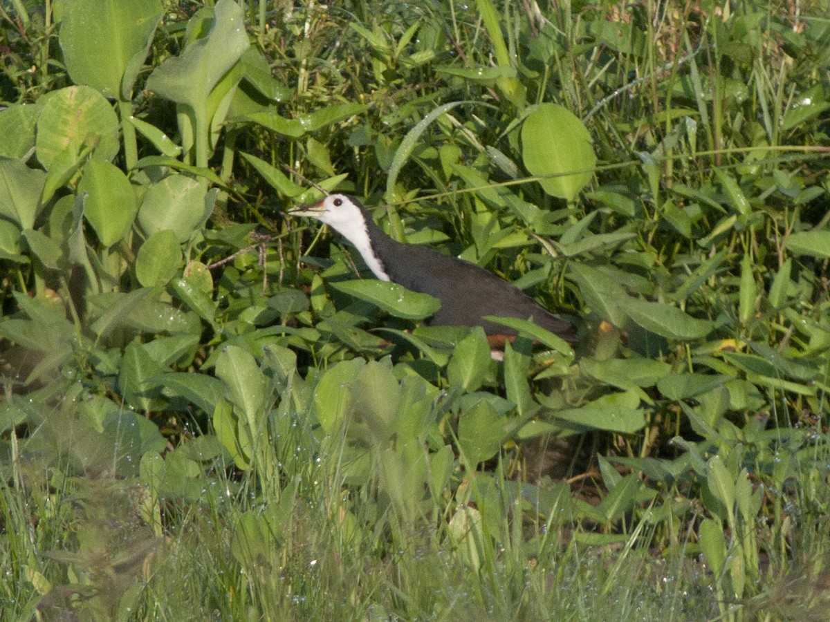 White-breasted Waterhen - ML649217307