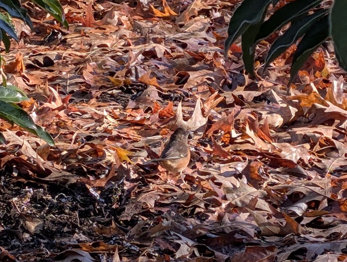 Eastern Towhee - ML649217317