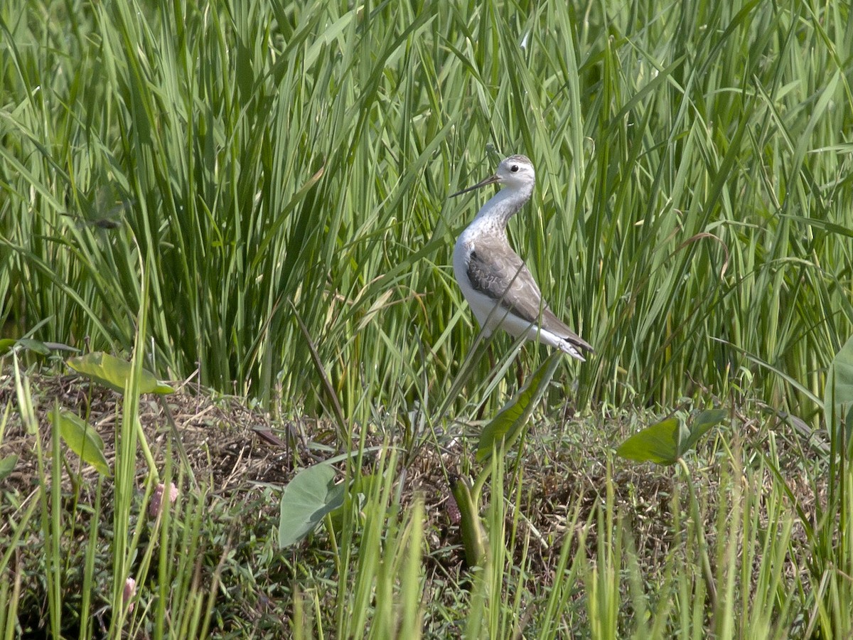 Marsh Sandpiper - ML649217369
