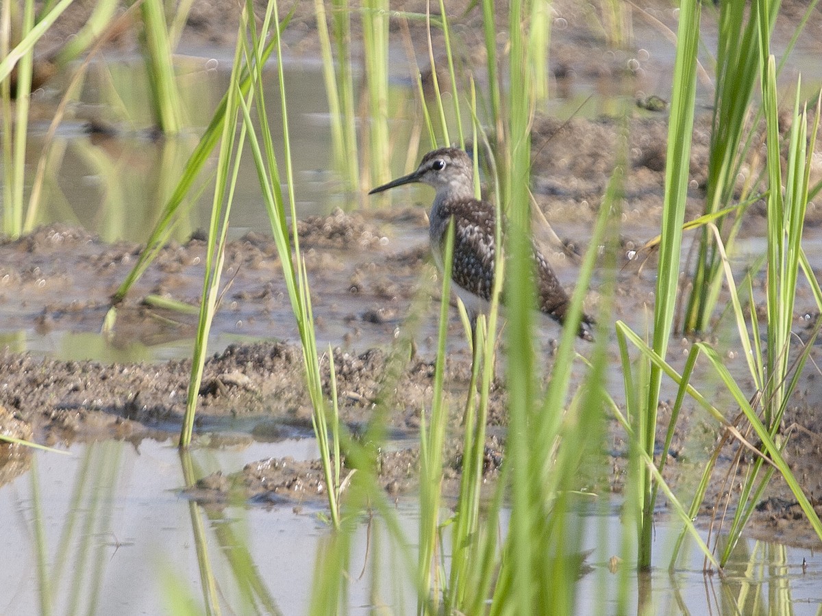 Wood Sandpiper - ML649217389
