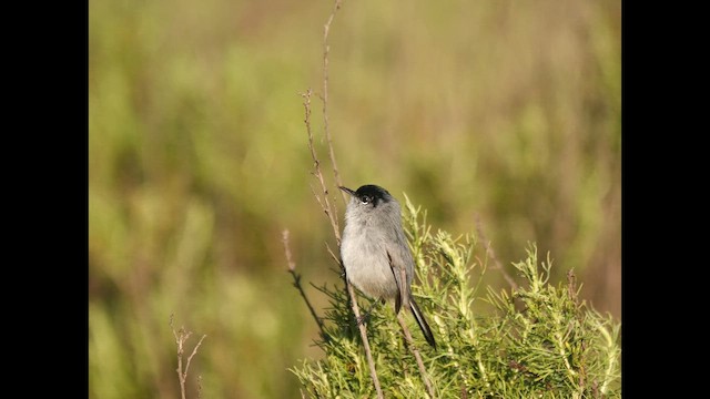 California Gnatcatcher - ML649217398