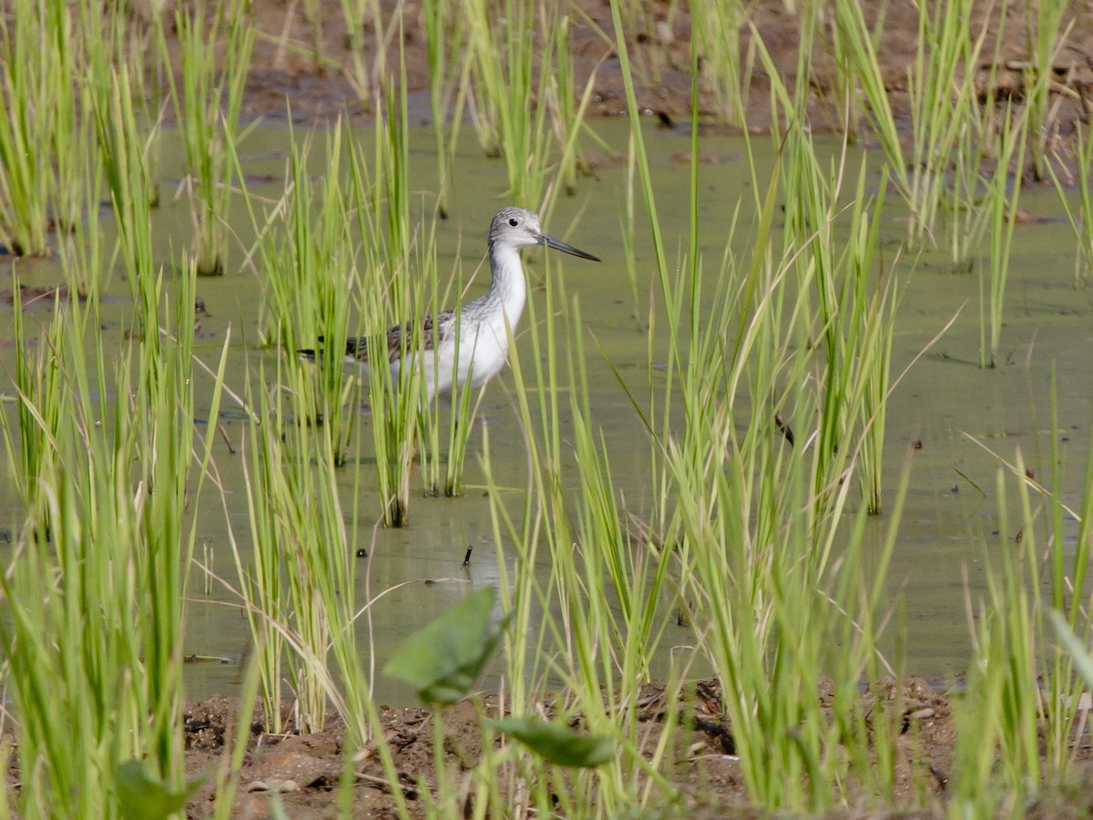 Common Greenshank - ML649217404