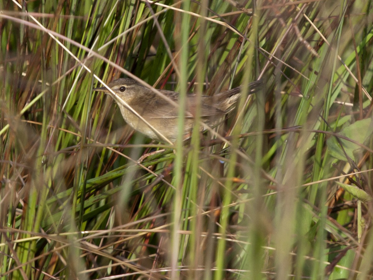Middendorff's Grasshopper Warbler - ML649217426