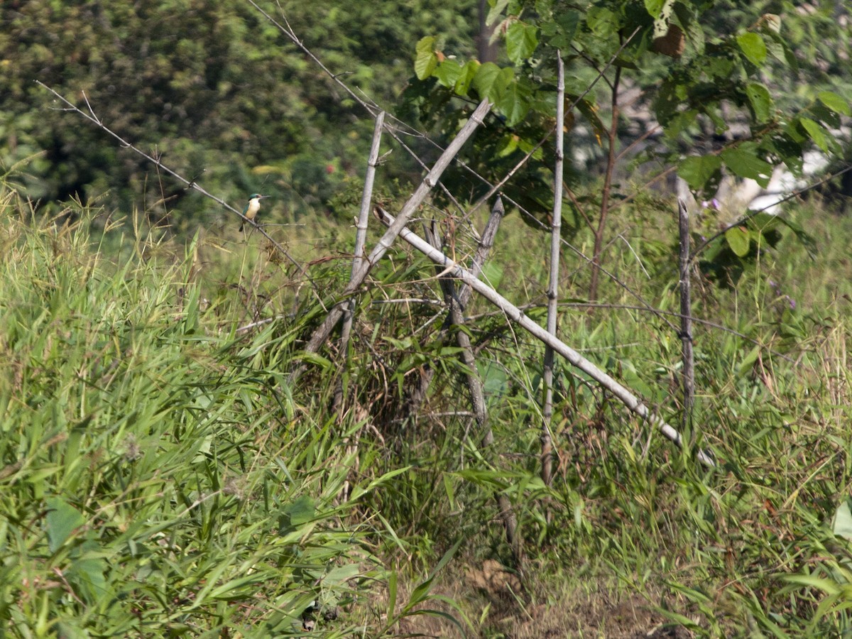 Sacred Kingfisher - ML649217487