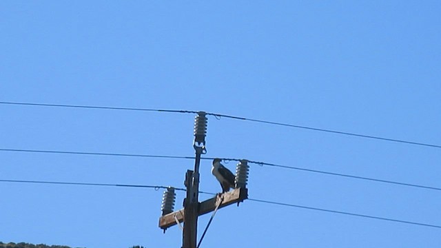 Ferruginous Hawk - ML649217494