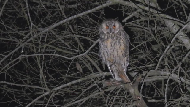 Long-eared Owl - ML649217503