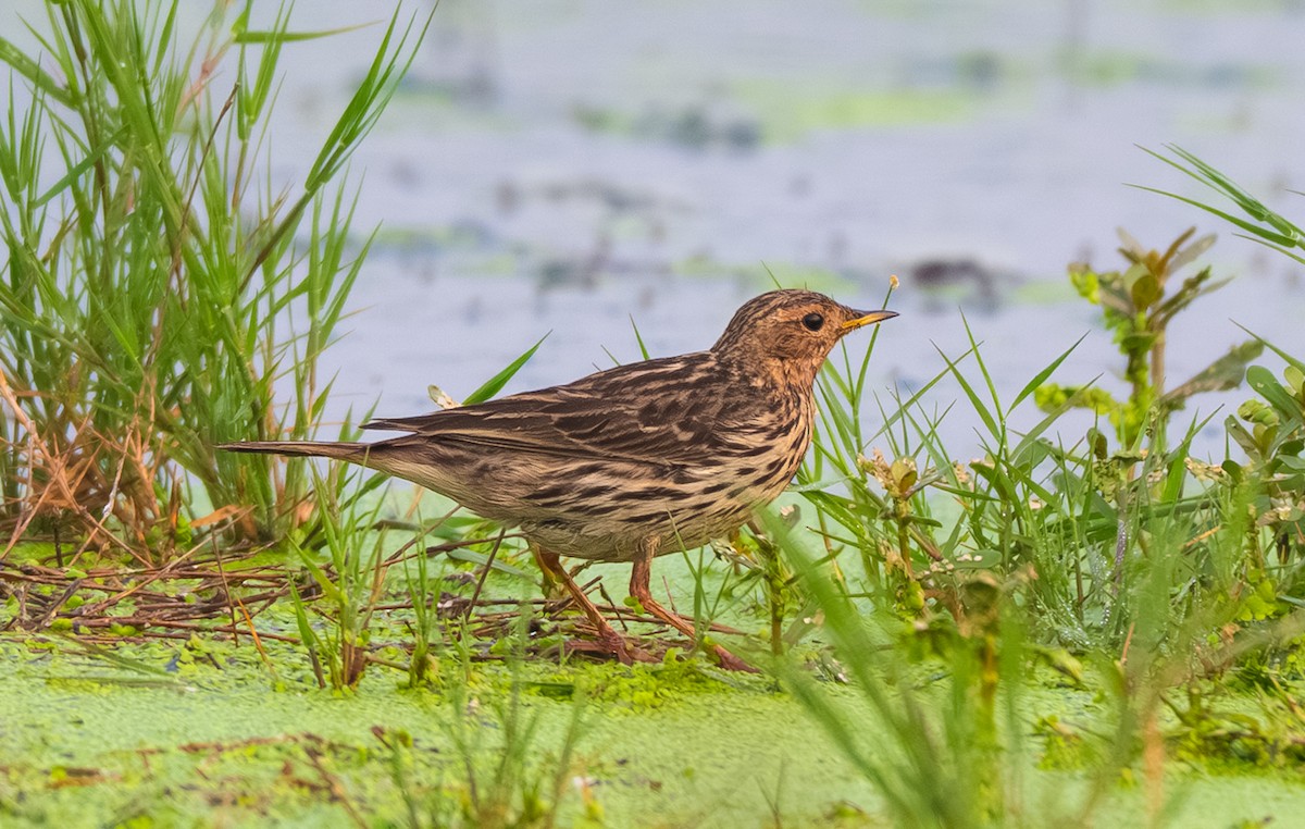 Red-throated Pipit - ML649217529