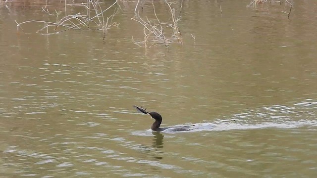 Neotropic Cormorant - ML649217597