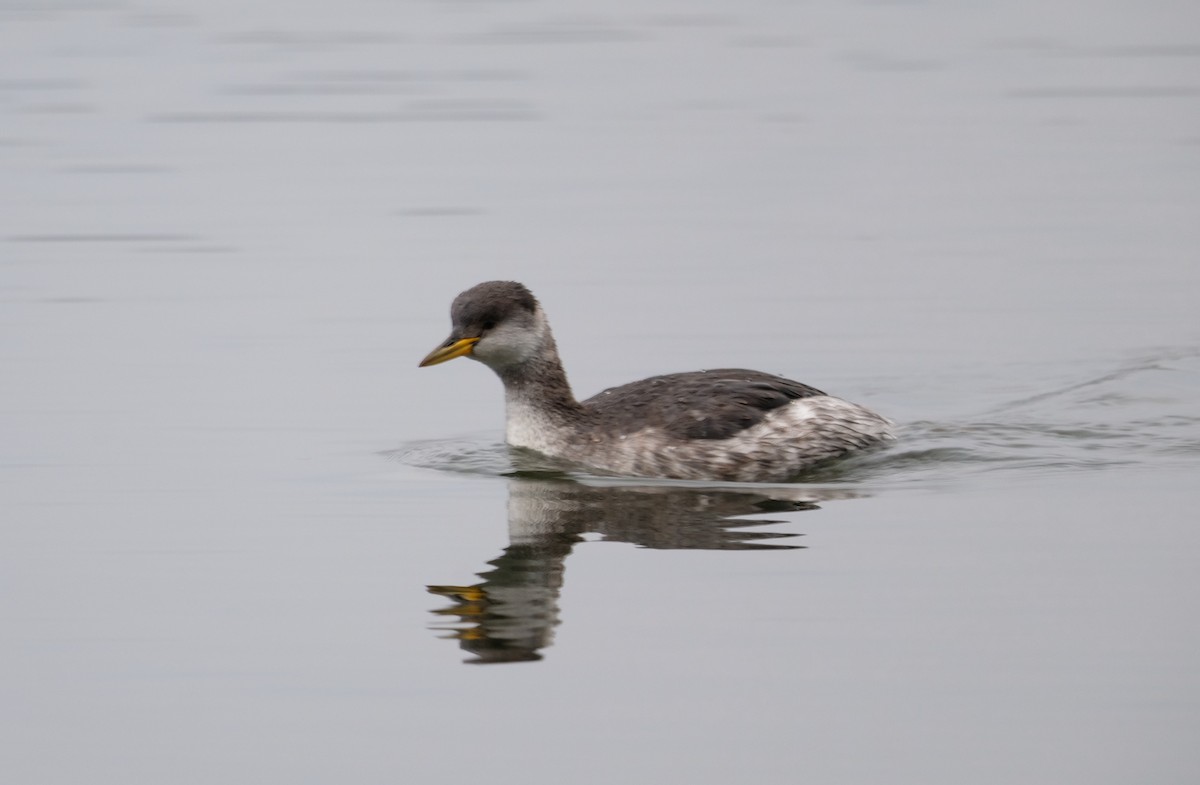 Red-necked Grebe - ML649217678