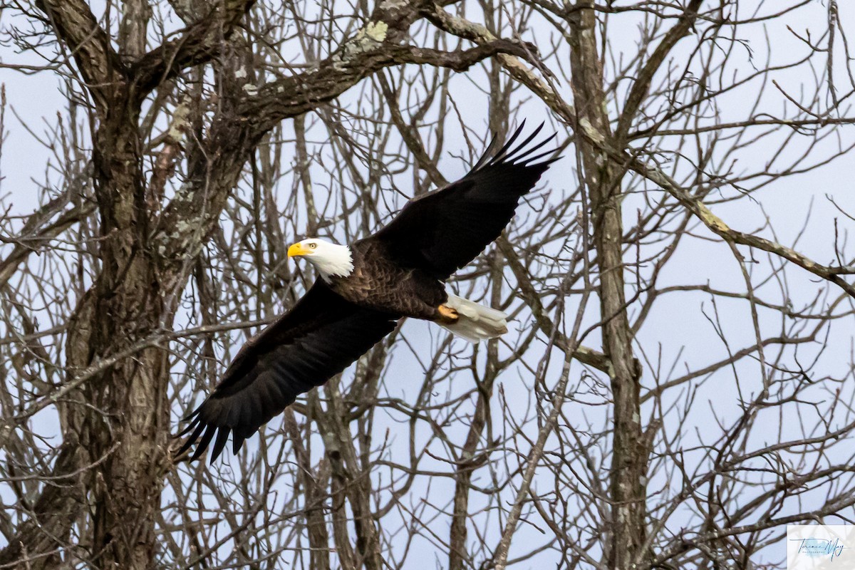 עיטם לבן-ראש - ML649217956