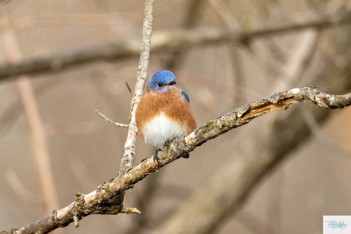 Eastern Bluebird - ML649217970