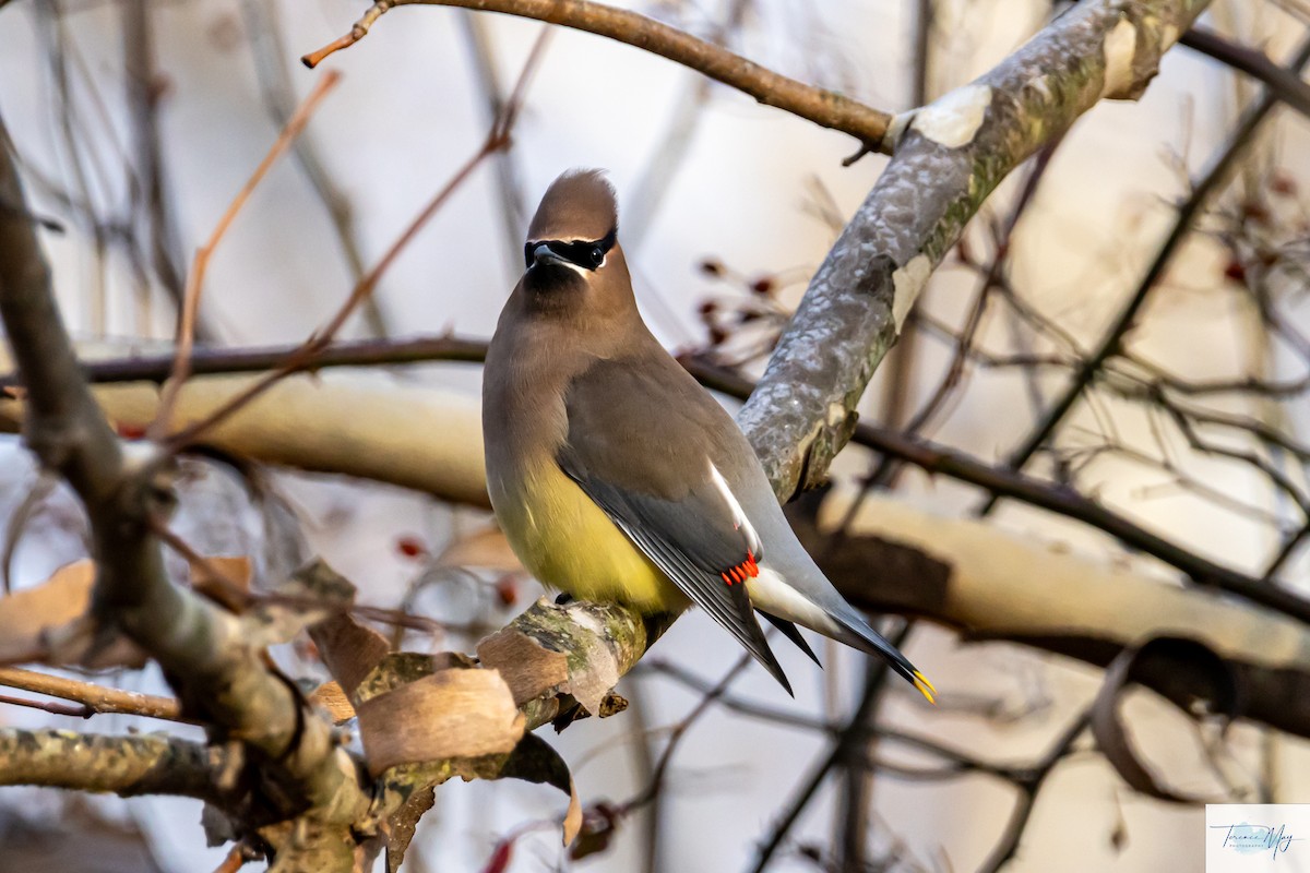 ציצנית אמריקנית - ML649217980