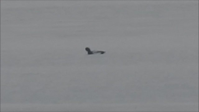 Greater Scaup - ML649218208