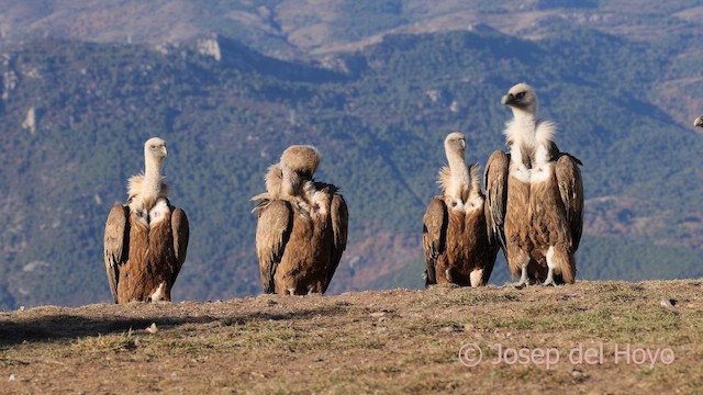 Eurasian Griffon - ML649218744