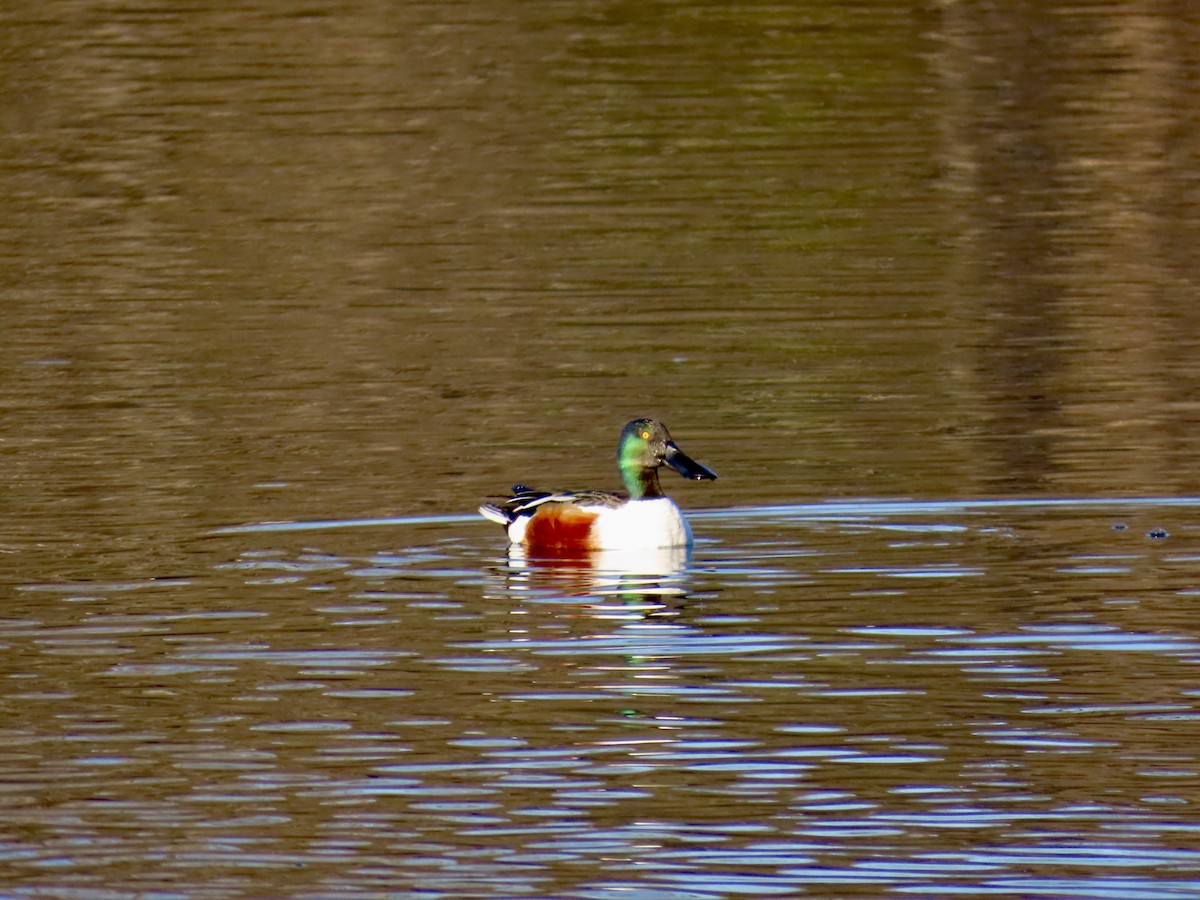 Northern Shoveler - ML649218788