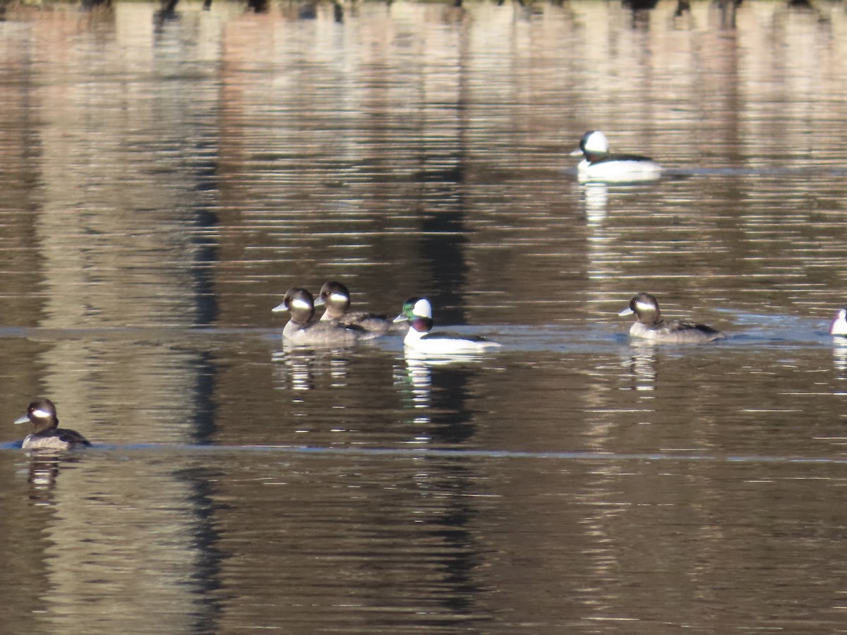 Bufflehead - ML649218795