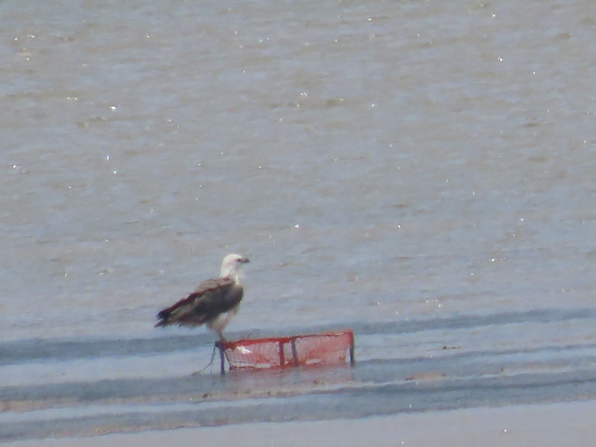 White-bellied Sea-Eagle - ML649218815
