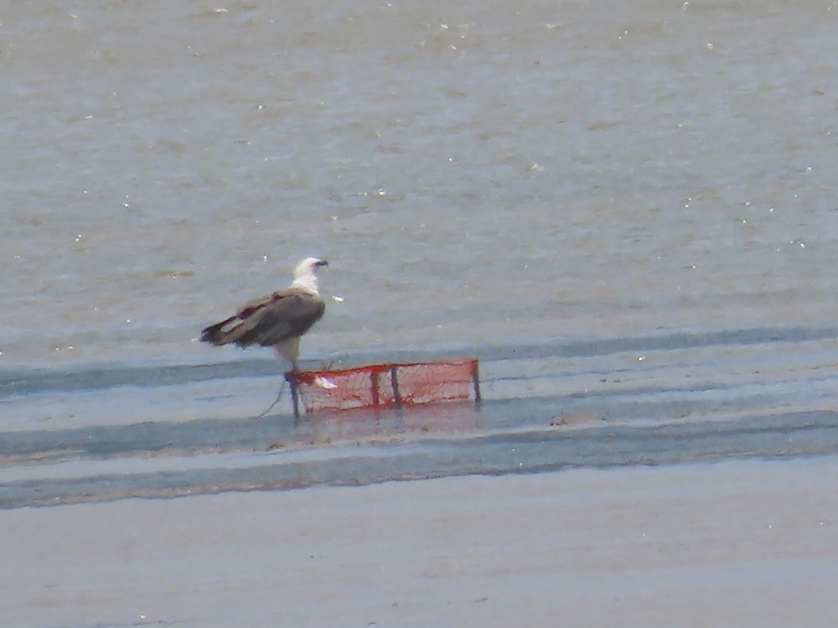 White-bellied Sea-Eagle - ML649218816