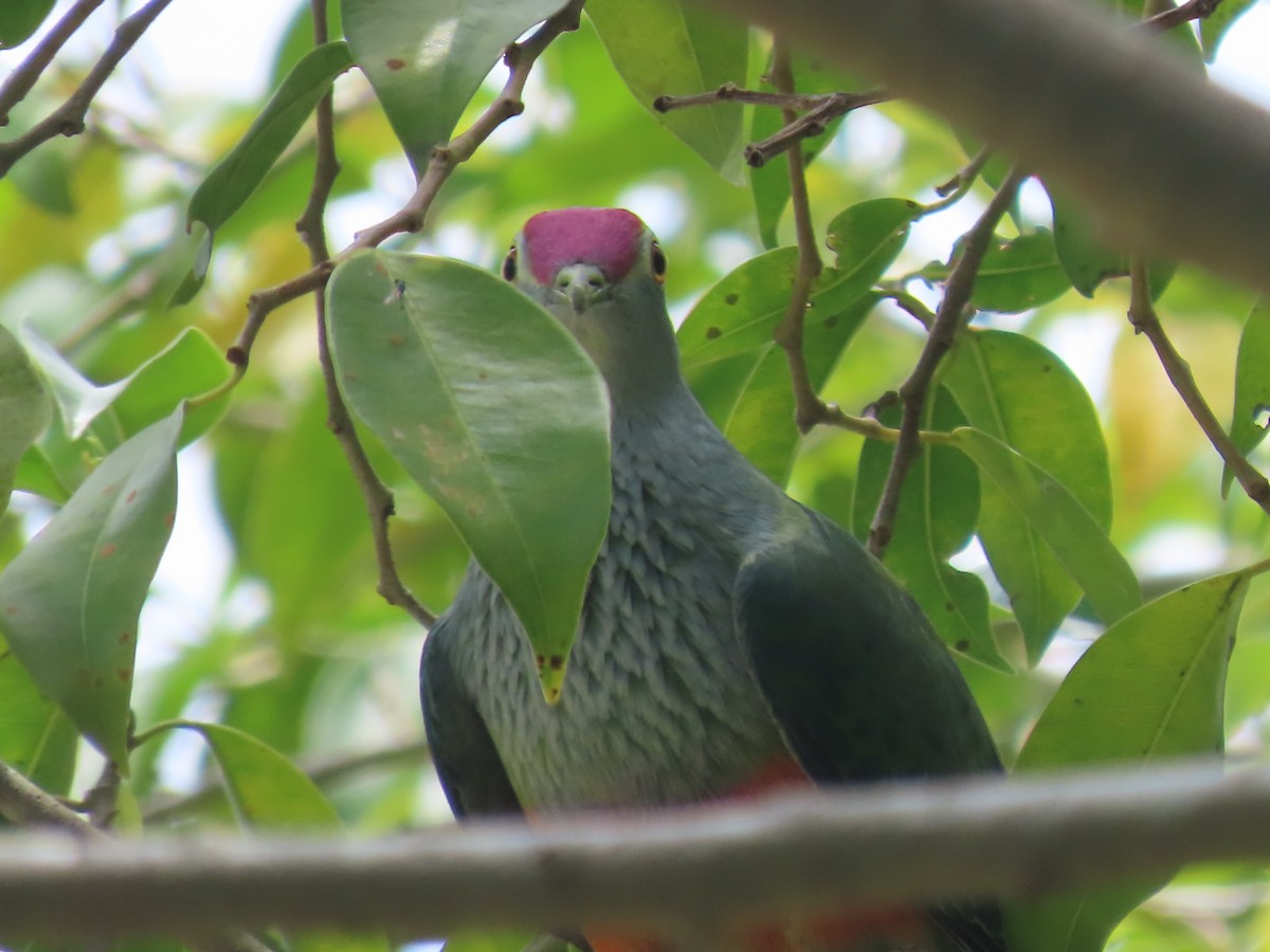 Rose-crowned Fruit-Dove - ML649218817