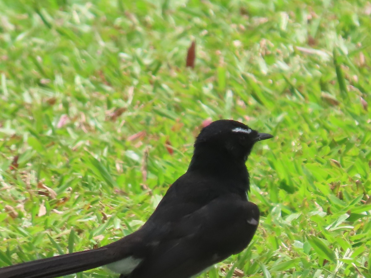 Willie-wagtail - ML649218818