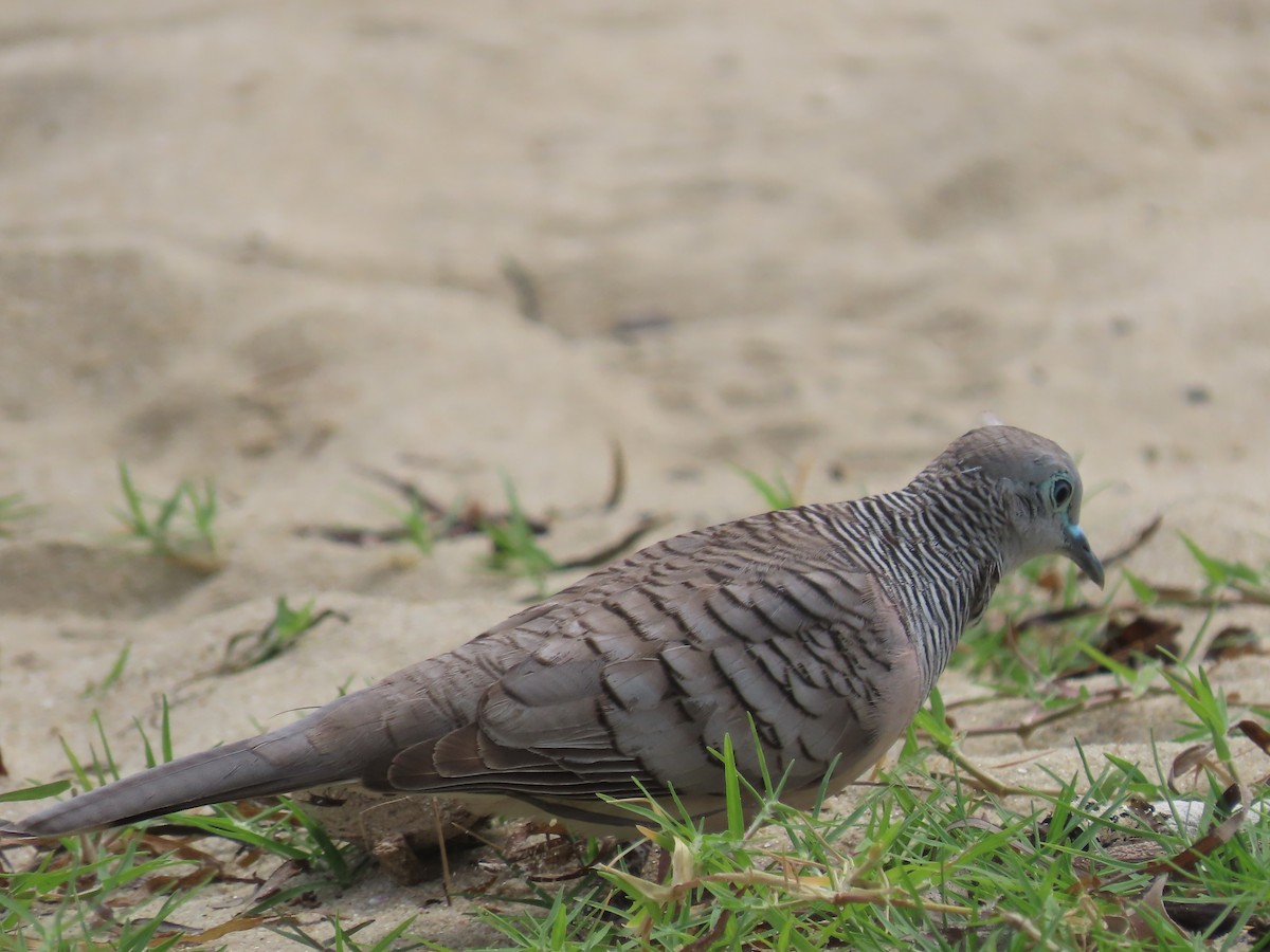 Peaceful Dove - ML649218819