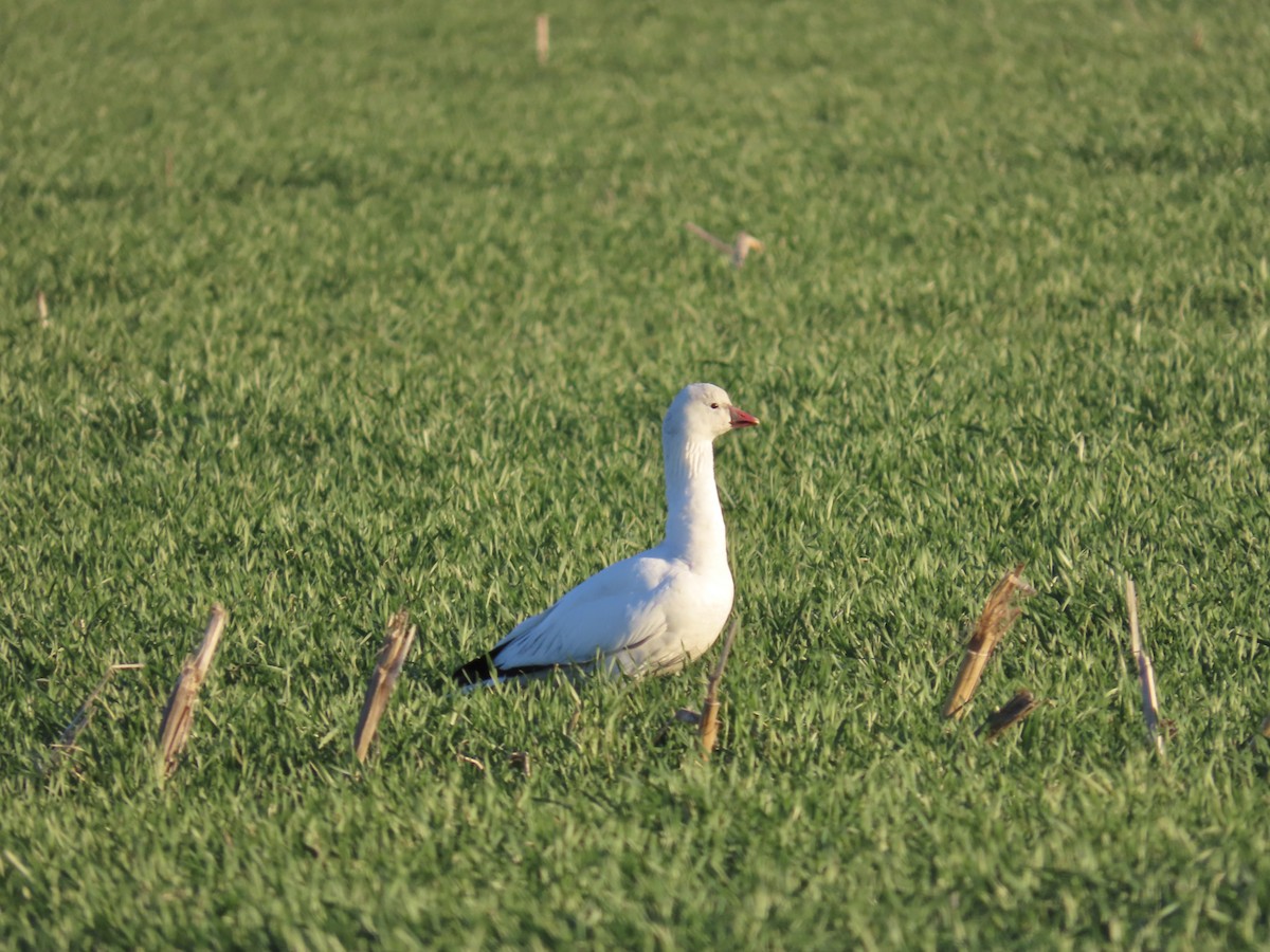 Ross's Goose - ML649218830