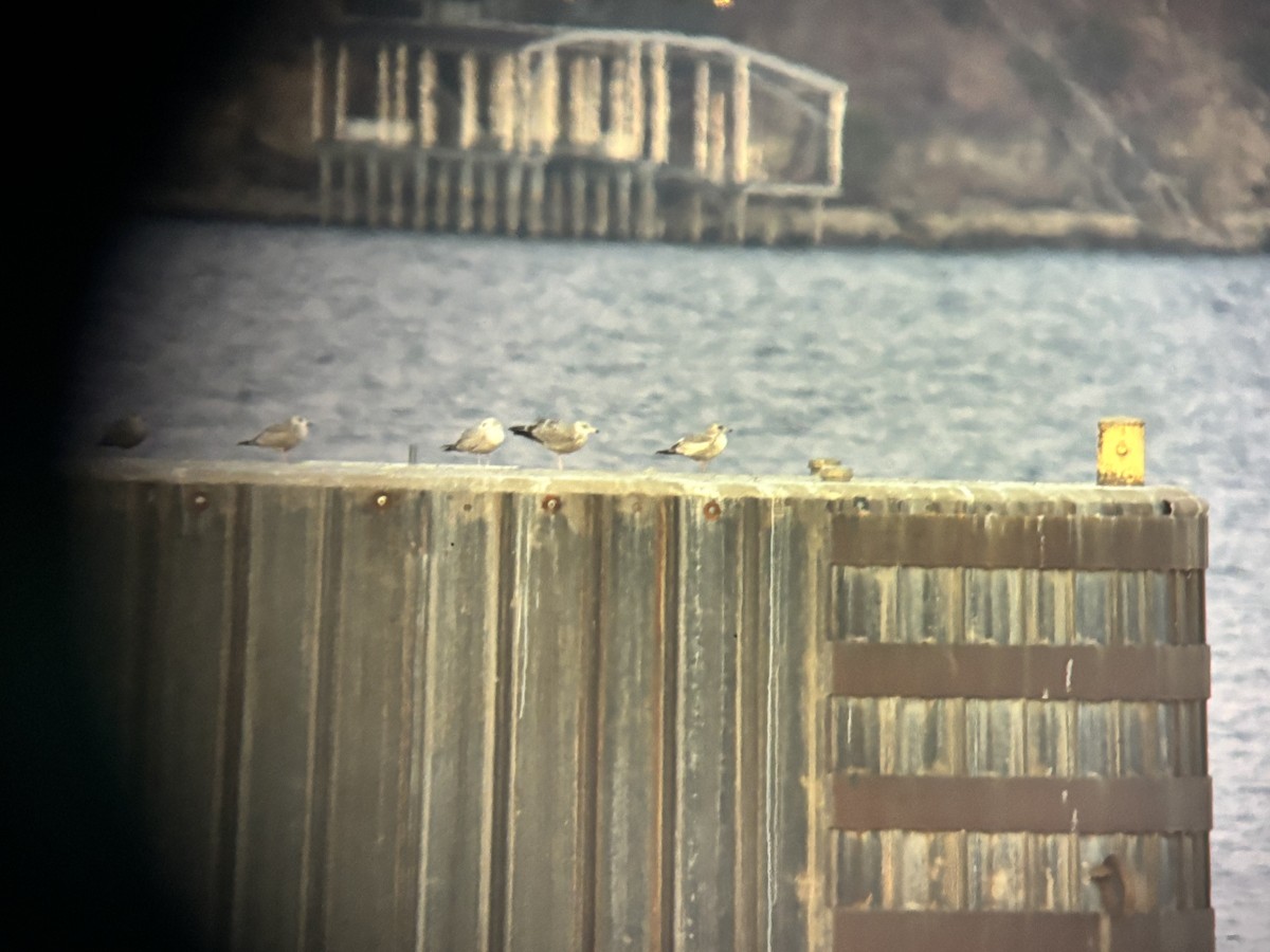 American Herring Gull - ML649218847