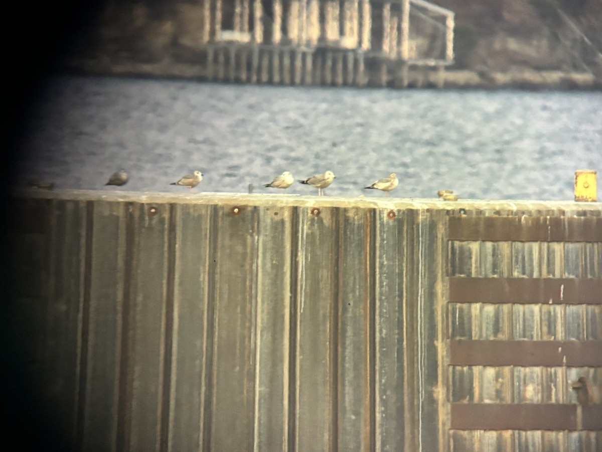 American Herring Gull - ML649218848