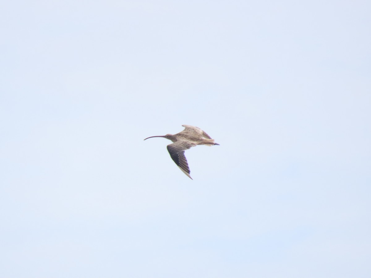 Far Eastern Curlew - ML649218936
