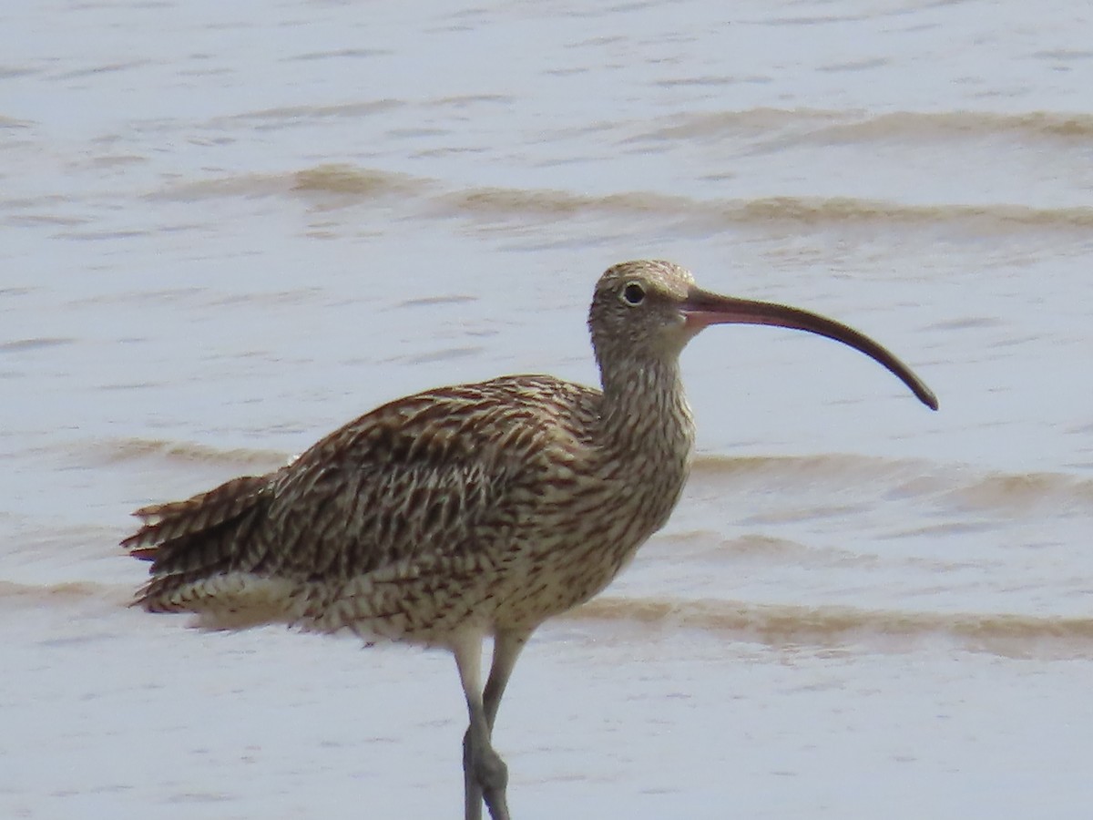 Far Eastern Curlew - ML649218937