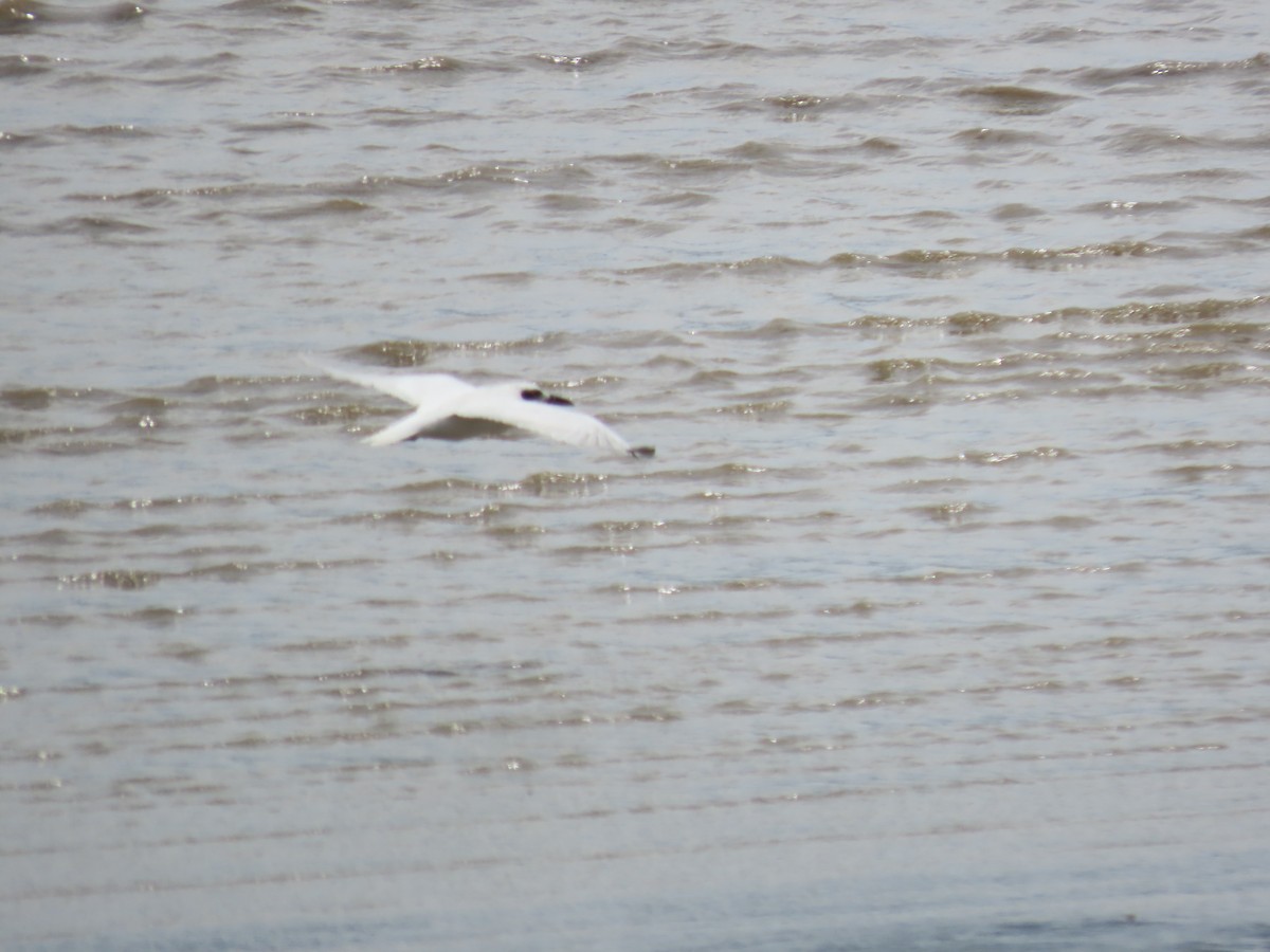 Australian Tern - ML649218941
