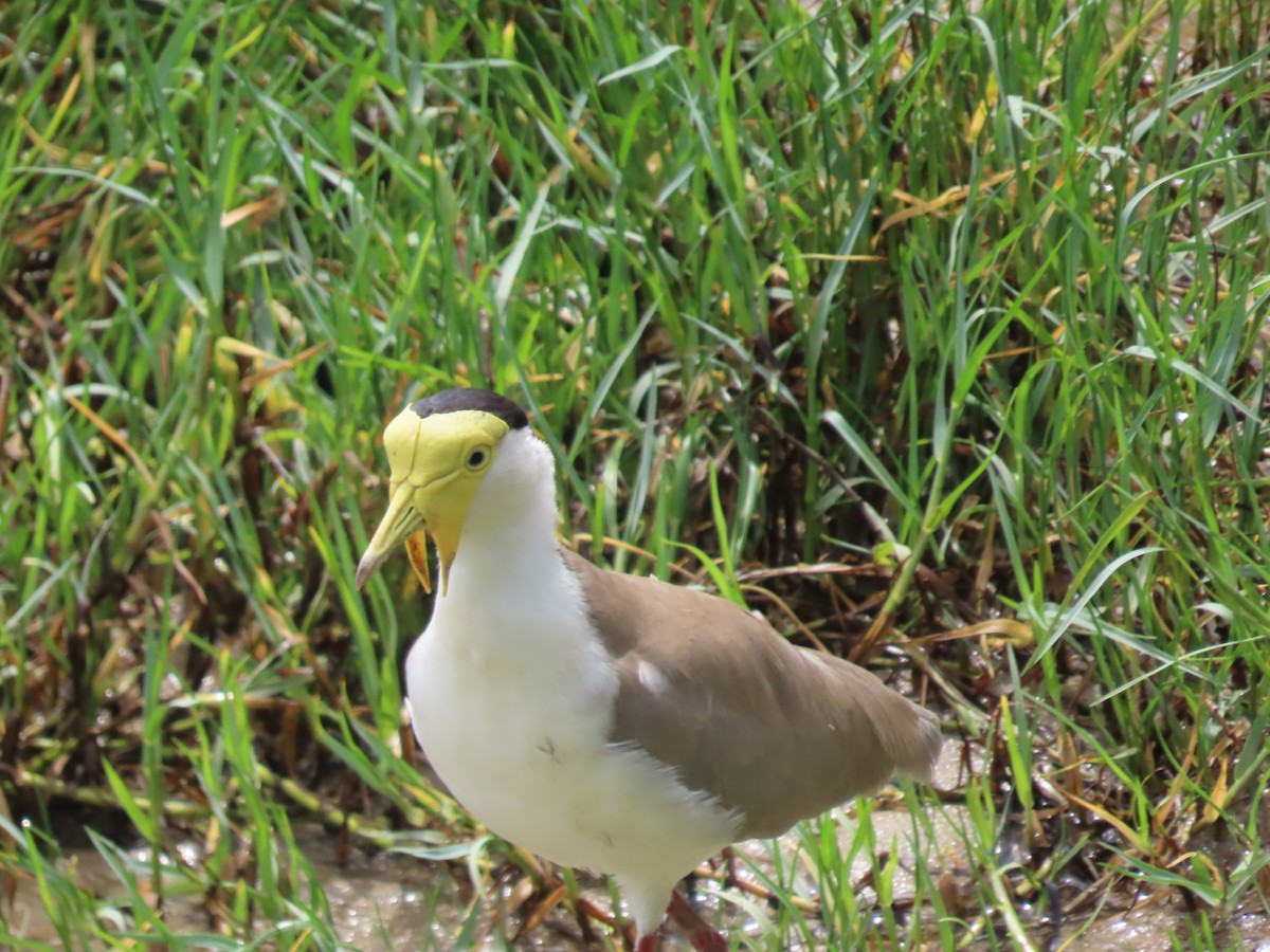 Pavoncella mascherata - ML649218942