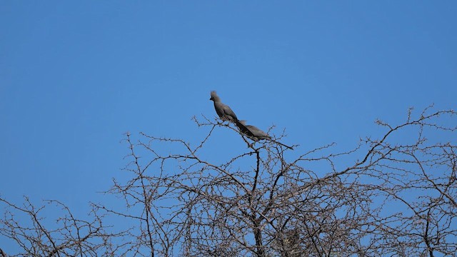 Gray Go-away-bird - ML649219056