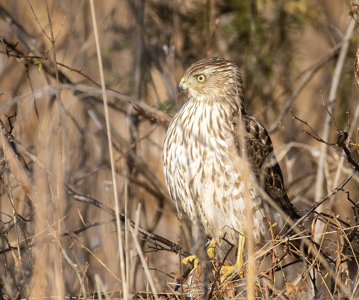 Cooper's Hawk - ML649219078