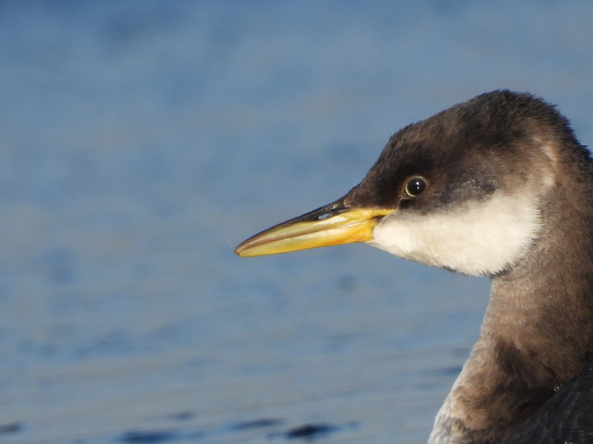 Red-necked Grebe - ML649219083