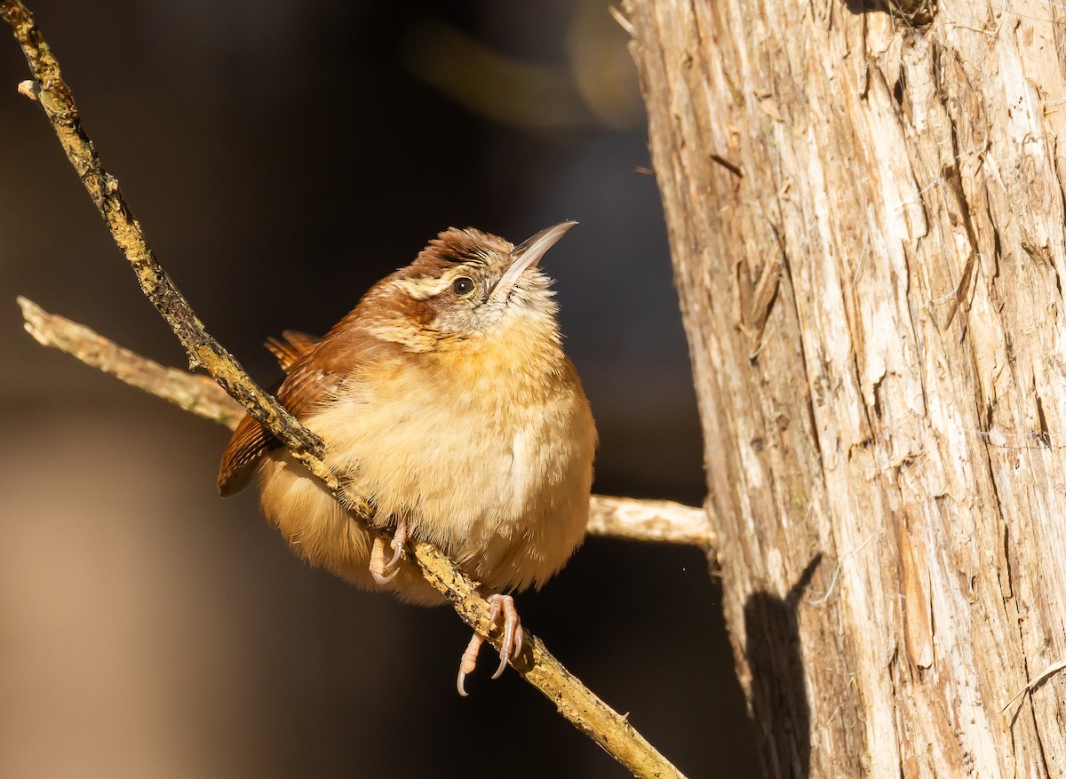 Carolina Wren - ML649219086