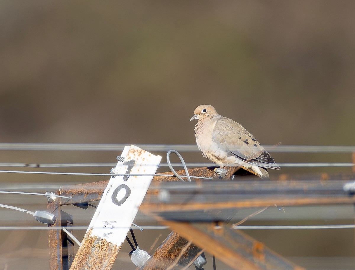 Mourning Dove - ML649219098