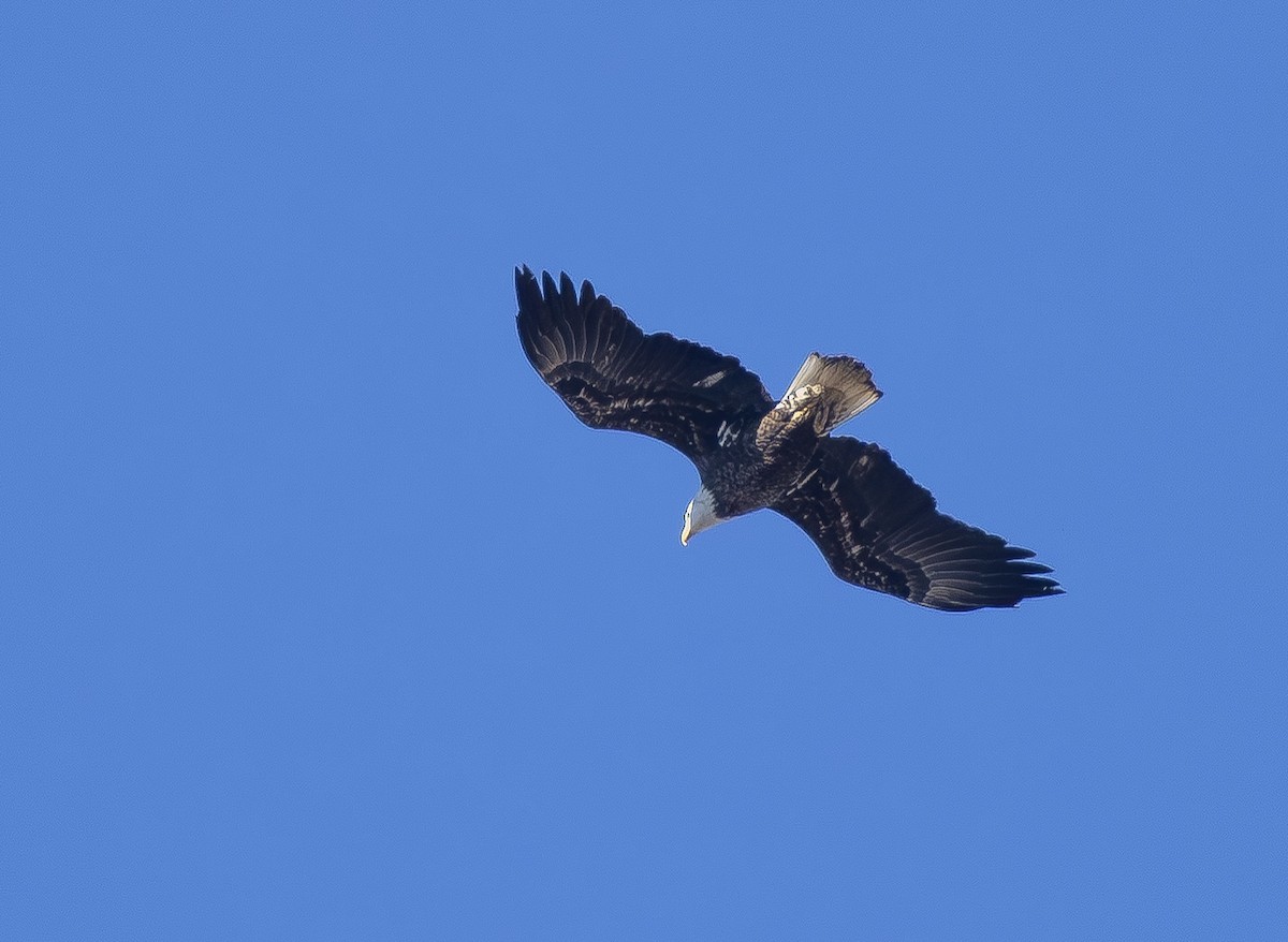 Bald Eagle - ML649219114
