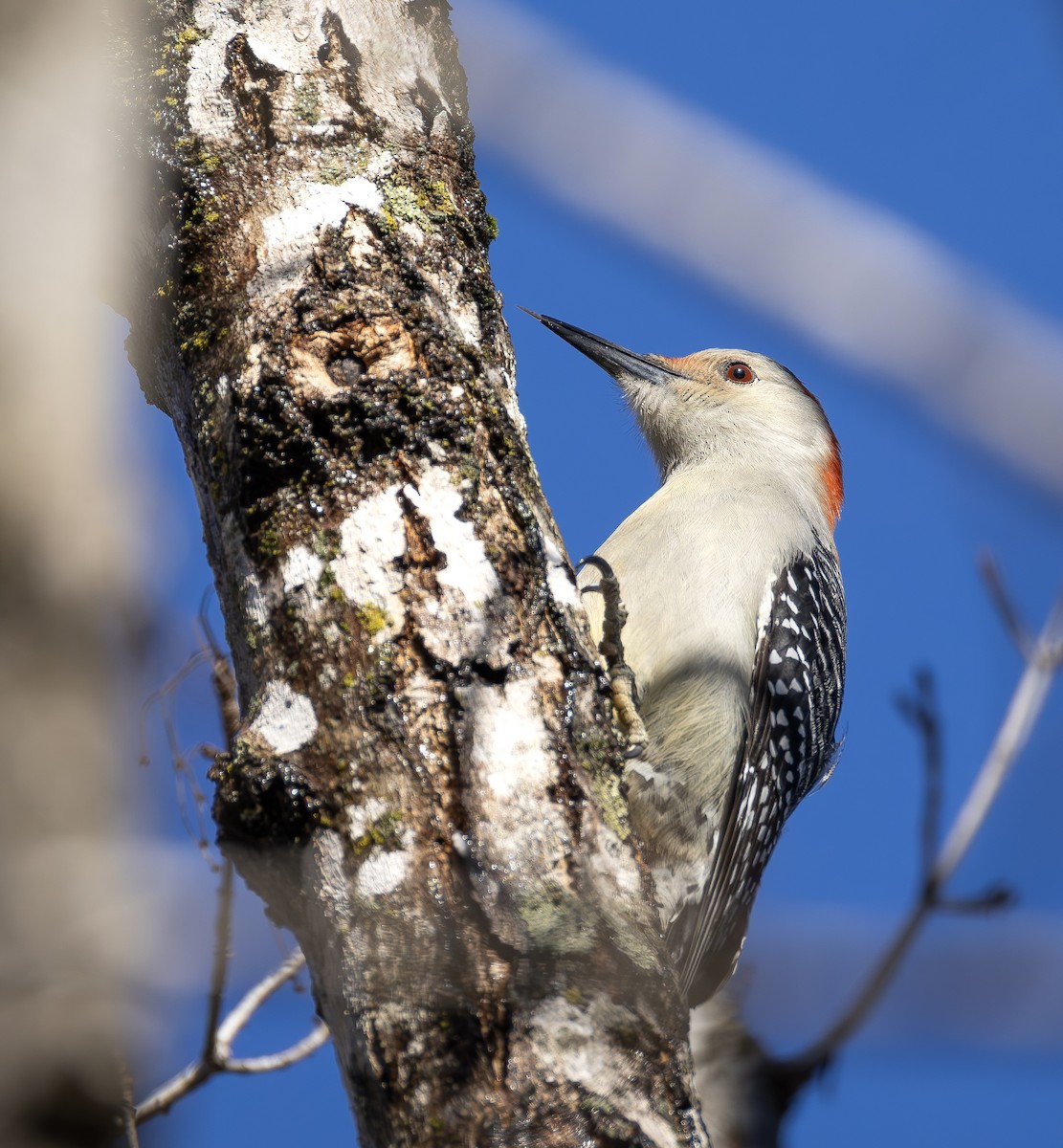 Red-bellied Woodpecker - ML649219116