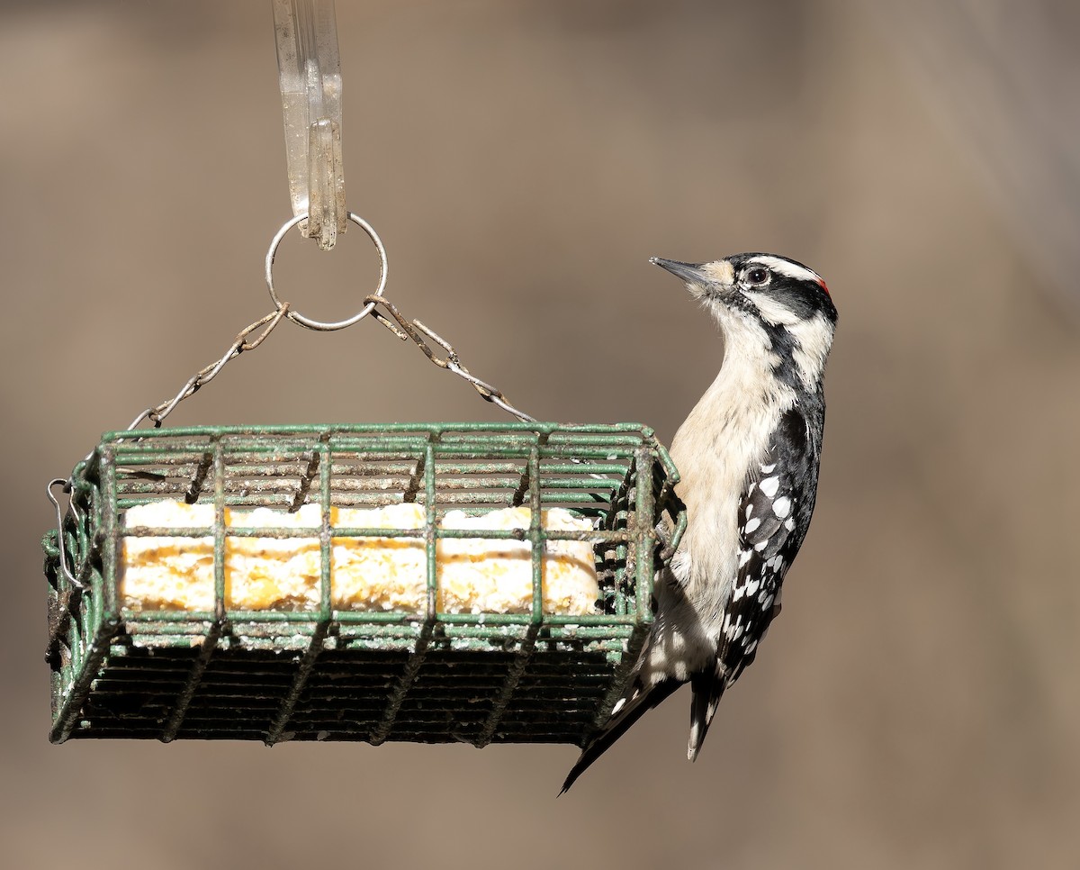 Downy Woodpecker - Ezra H