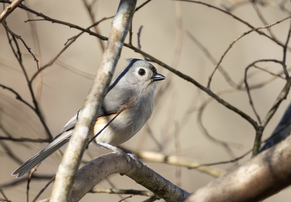 Tufted Titmouse - ML649219123